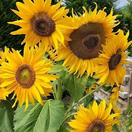 I Girasoli ซานเซโน ภายนอก รูปภาพ