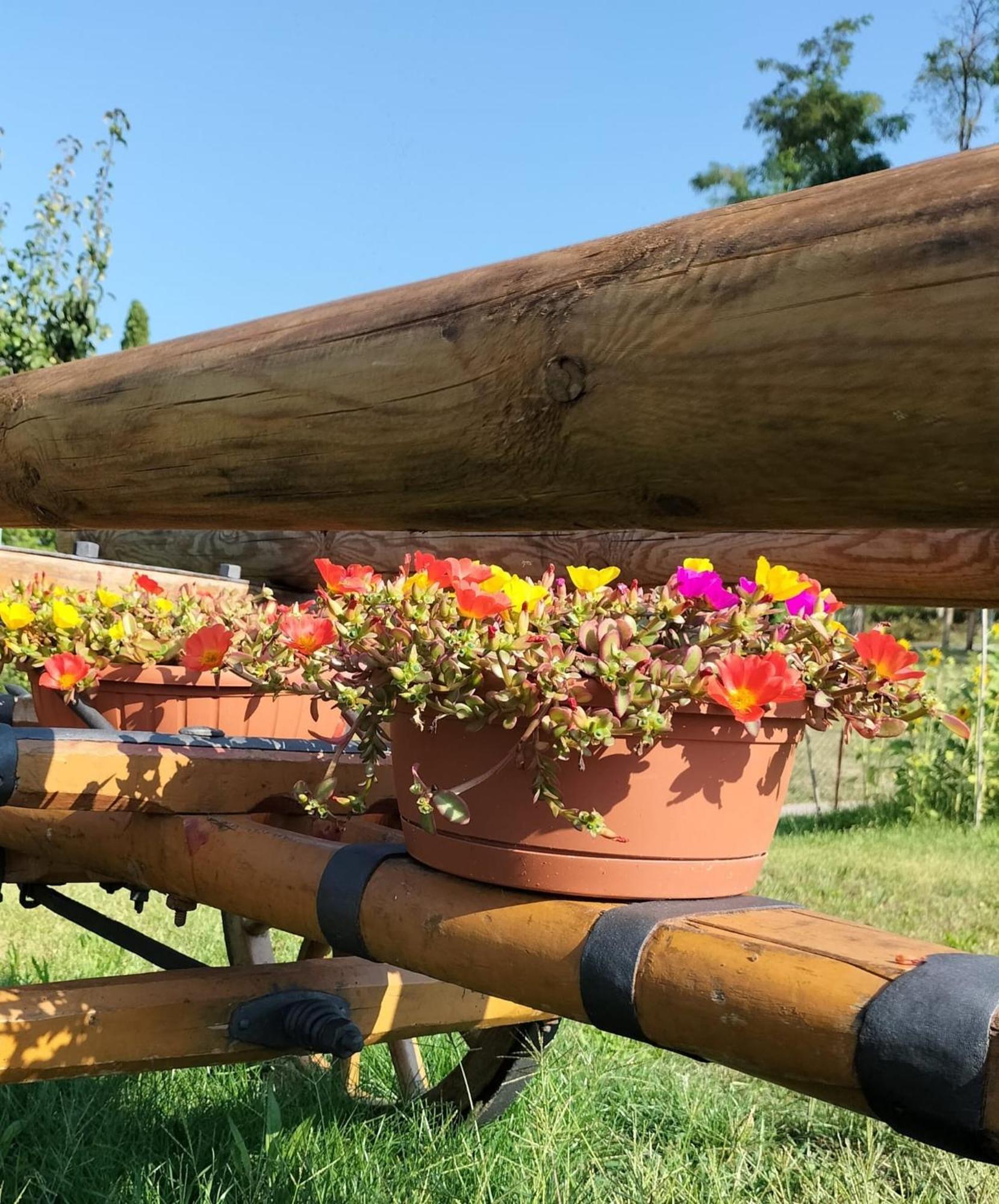 I Girasoli ซานเซโน ภายนอก รูปภาพ