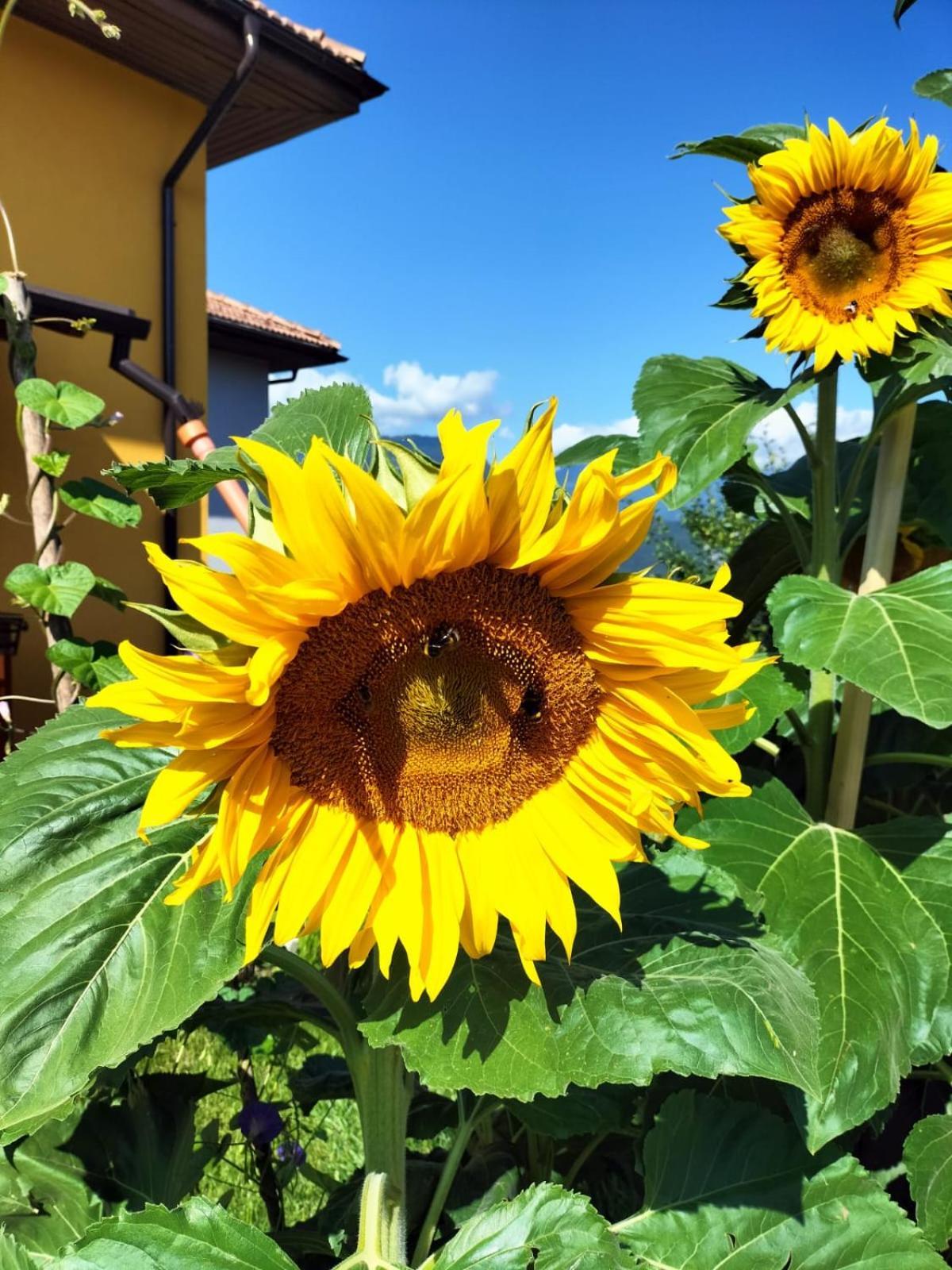 I Girasoli ซานเซโน ภายนอก รูปภาพ