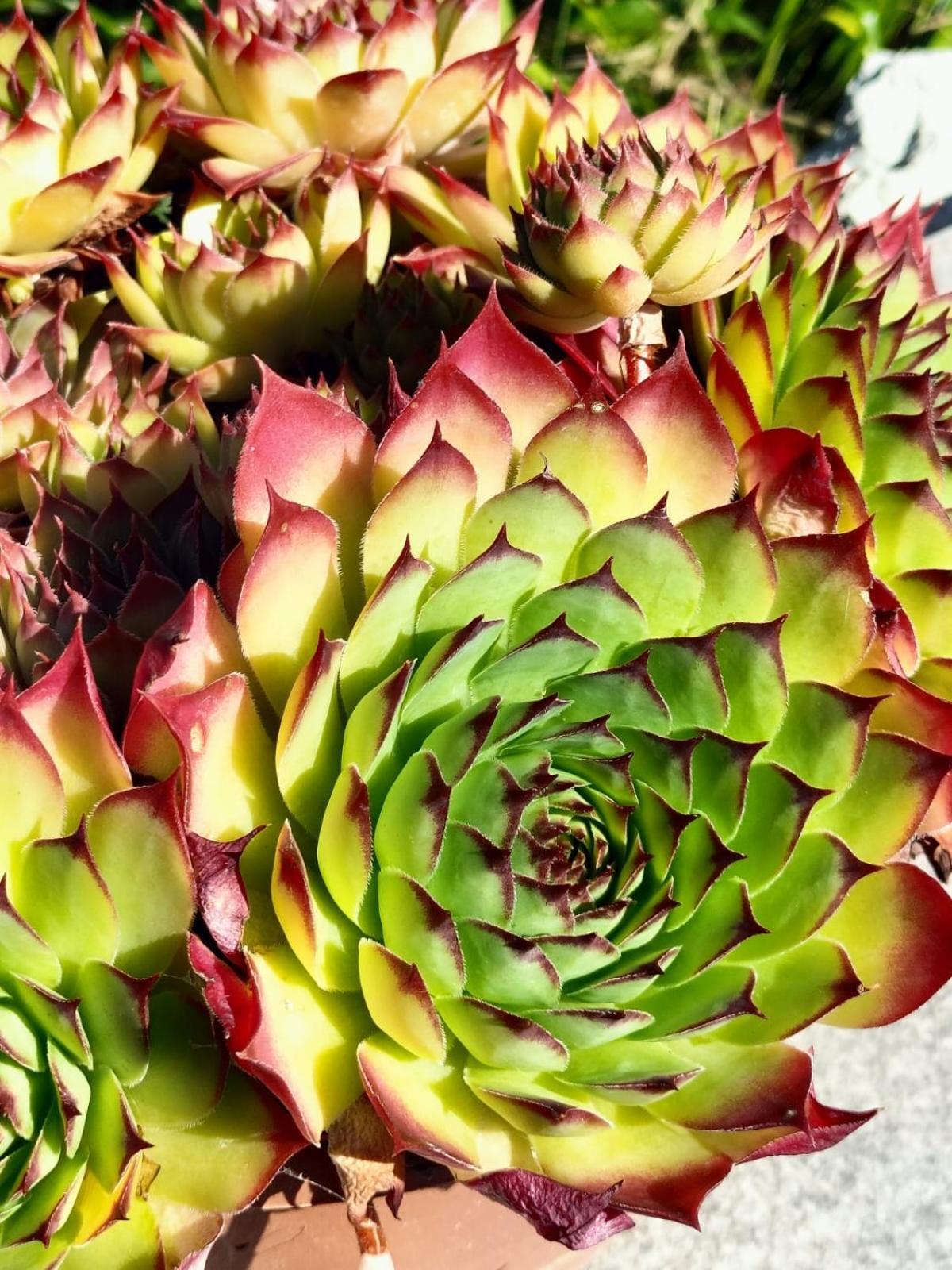 I Girasoli ซานเซโน ภายนอก รูปภาพ